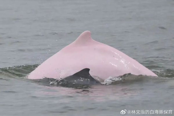 航心配资 What！十五运吉祥物添丁了？